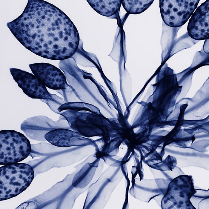 X Ray Flowers...***EXCLUSIVE***UNSPECIFED - UNDATED: Seaweed, coloured X-ray.These mesmerising shots are the fruit of years of careful experimentation by artist Hugh Turvey, using x-rays to really get under the surface of things. The technique, which came about thanks to a chance commission from a musician friend who wanted an x-ray image, has been 14 years in the making and has now been so well honed by Hugh that his work is becoming highly sought after. The flowers are the latest in a long line of subjects, including motorbikes, suitcases and stiletto-clad feet.PHOTOGRAPH BY SPL / BARCROFT MEDIA LTDUK Office, London.T +44 845 370 2233W www.barcroftmedia.comUSA Office, New York City.T +1 212 564 8159W www.barcroftusa.comIndian Office, Delhi.T +91 114 653 2118W www.barcroftindia.comAustralasian & Pacific Rim Office, Melbourne.E info@barcroftpacific.comT +613 9510 3188 or +613 9510 0688W www.barcroftpacific.com