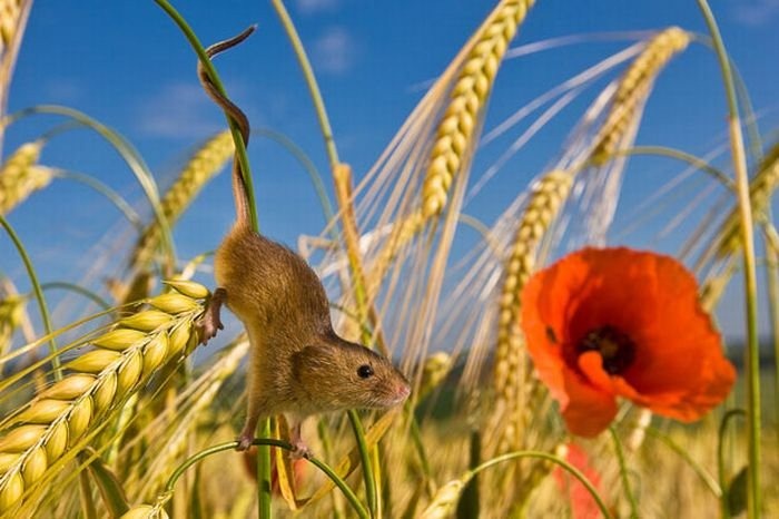 harvest-mice (4)