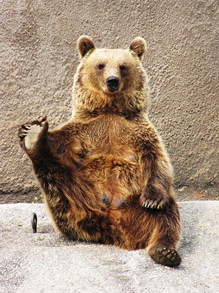 bear-yoga (4)