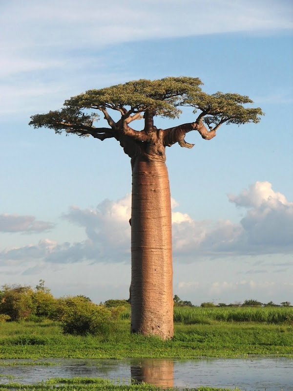 baobab (6)