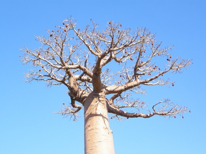 baobab (1)