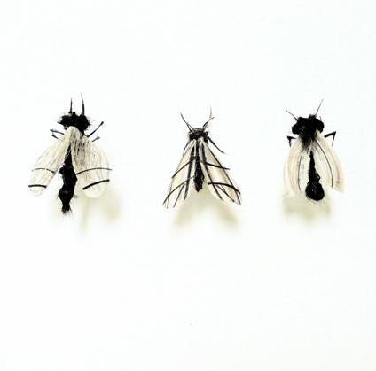 human-hair-insects11