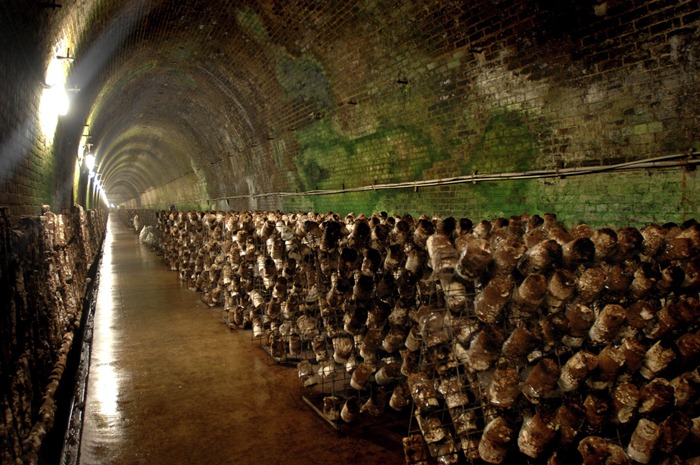 mushroom-tunnel8