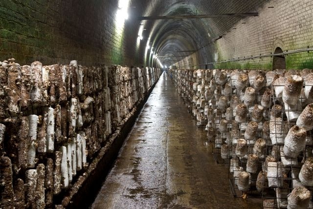 mushroom-tunnel7