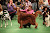 Westminster Dog Show 2011
