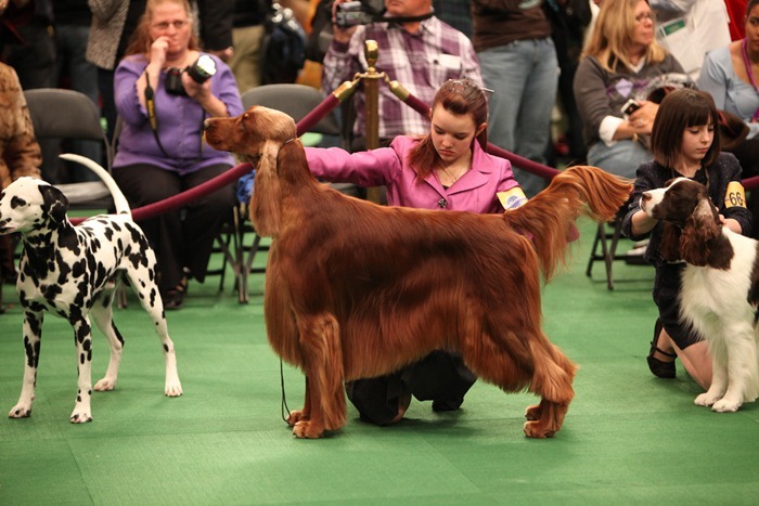 westminister-dog-show-2011000