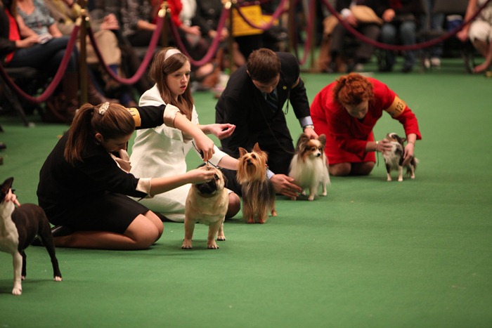 westminister-dog-show-2011004