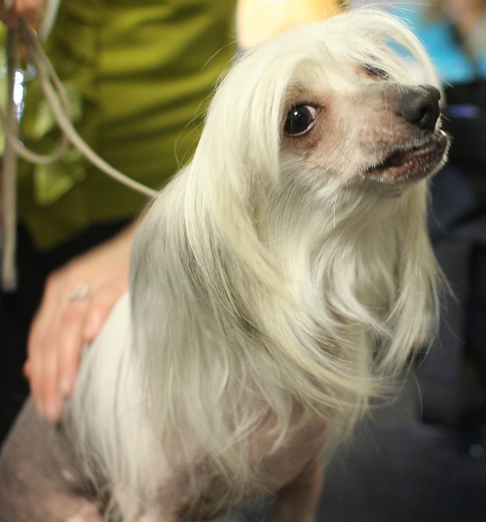 Chinese Crested Hairless- she reminds me of Janice from the muppets