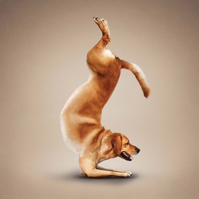 yoga-dogs4