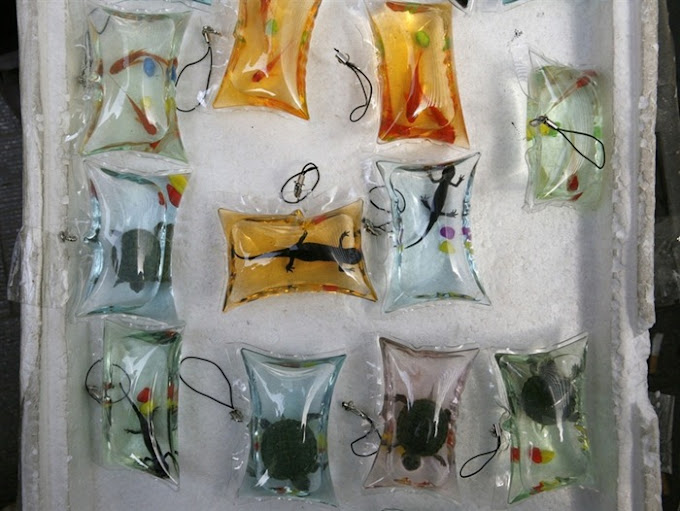 Live Fish and Reptiles Sold as Keychains in China