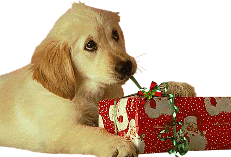 dog5%C2%AEAlejandra%20Rosales.png