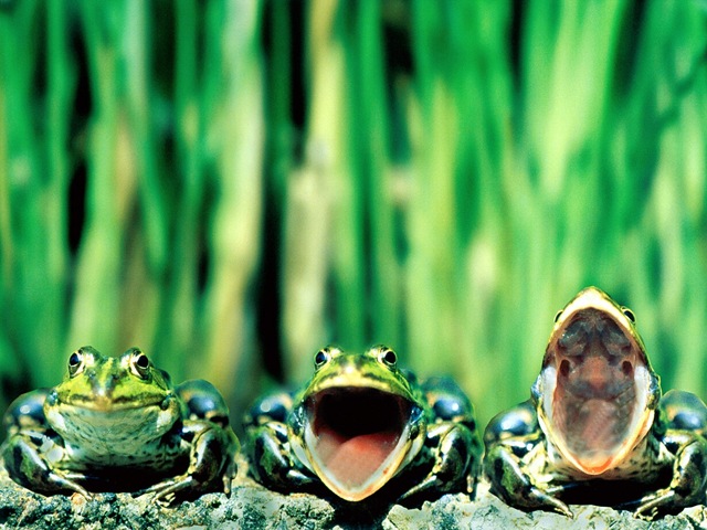[Frog Wallpaper (4).jpg]