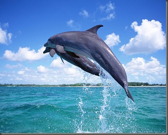 Dolphin (1)