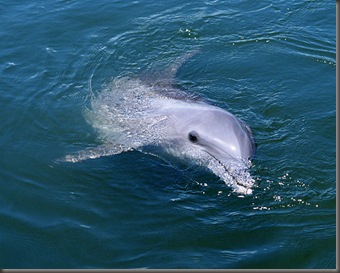 Dolphin (17)