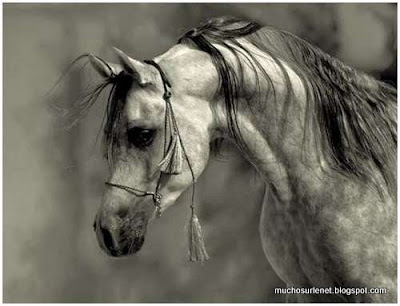 Le cheval arabe