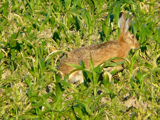 Free Wallpapers 3d Rabbits