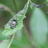 Willow leaf beetle
