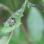 Willow leaf beetle