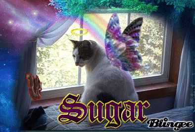Angel Sugar
