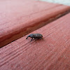 Bill Bug aka Snout beetle aka true weevils