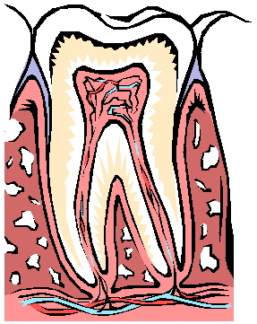 [dental pulp[3].gif]