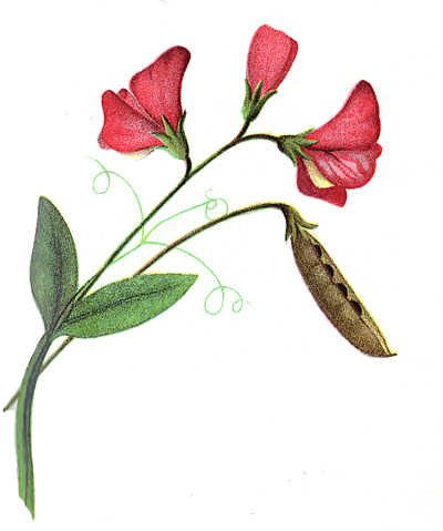 Flower Clipart - Image 8