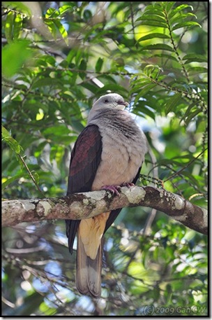 Mountain Imperial Pigeon-MYFH_20090424_0899-600