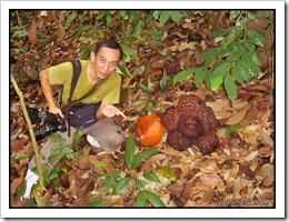 Rafflesia cantleyi-MyGopeng_20090628_2805-480