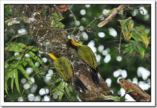 Greater Yellow-naped Woodpecker-MYFH_High Pine_20090701_3032-600