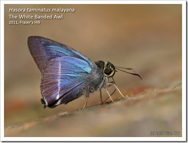Hasora taminatus malayana-MYFHRaub_20110501_D0630-1024