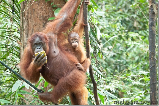 Semengoh Orangutan Rehabilitation Center 38