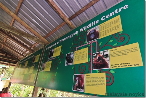 Semengoh Orangutan Rehabilitation Center 17