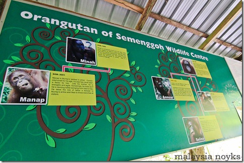 Semengoh Orangutan Rehabilitation Center 15