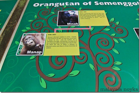 Semengoh Orangutan Rehabilitation Center 19
