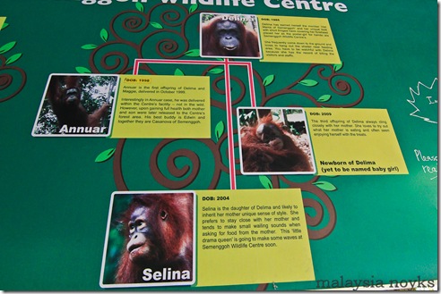 Semengoh Orangutan Rehabilitation Center 20