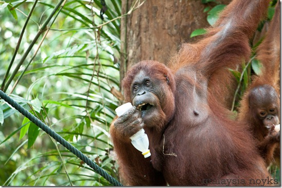 Semengoh Orangutan Rehabilitation Center 45