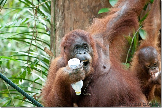 Semengoh Orangutan Rehabilitation Center 46
