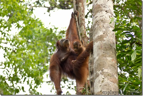Semengoh Orangutan Rehabilitation Center 4