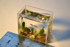 smallest-aquarium-003