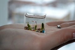 smallest-aquarium-004