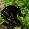 Black Swallowtail