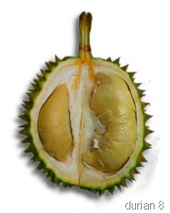 [durian11[5].jpg]