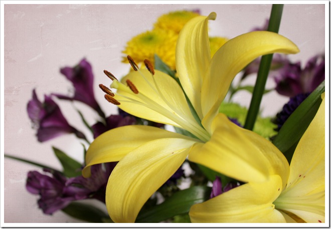 yellow-lily-sweettart