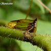 Buffalo Treehopper