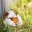 Guinea pig wallpaper Download on Windows