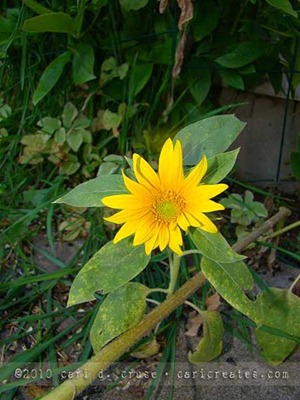 [2010-08-18-07-15-07_wmccruse[2].jpg]