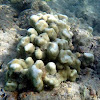 Finger Coral