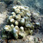 Finger Coral