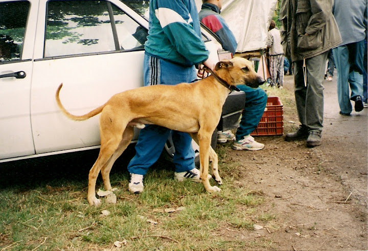 Szittyahoni%20Zsarnok.jpg