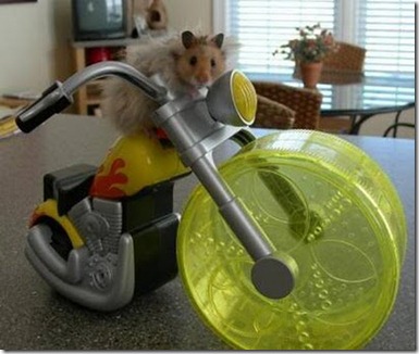 Hamster-racing2